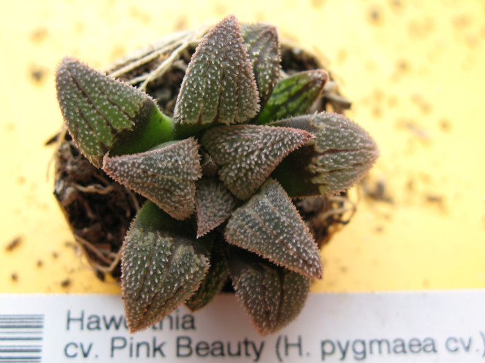 Haworthia cv. Pink Beauty (H. pygmaea cv.) - Haworthia si Gasteria