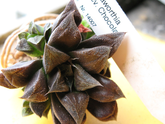 Haworthia cv. Chocolate - Haworthia si Gasteria