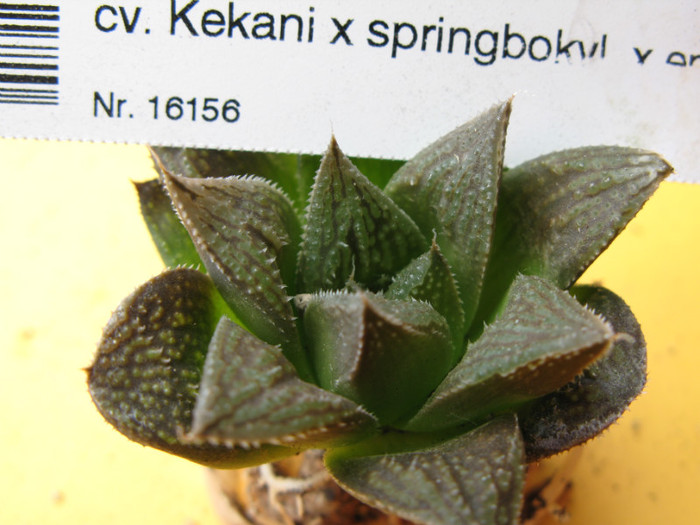 Haworthia cv. Kekani x springbokvl. x emelyae major
