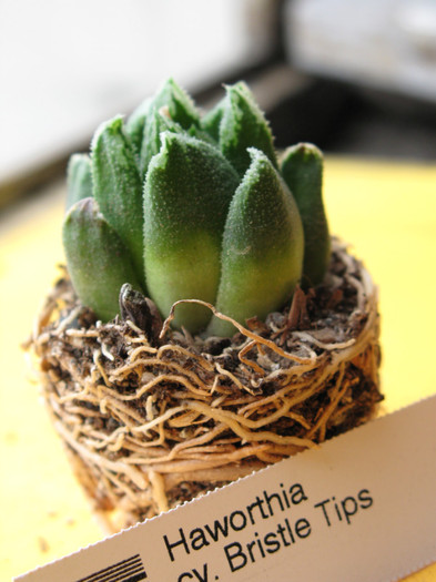 Haworthia cv. Bristle Tips - Haworthia si Gasteria