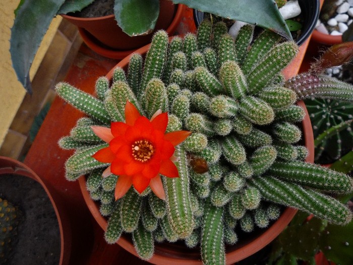 MsiG 068 - cactusi si suculente