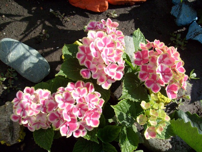 hortensia bavareza; fff mica....de gradina
