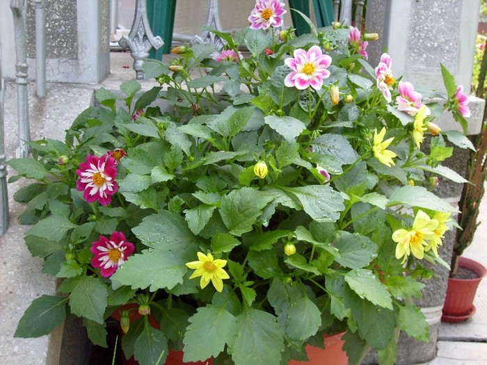 dalii pitice de ghiveci - Florile din gradina casei-2010-2011