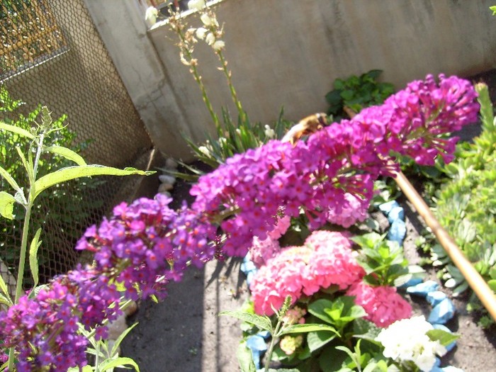 buddeleia davidii" Royal Red"; liliac de vara purpuriu
