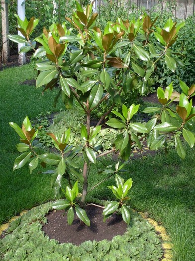 Magnolie Grandiflora-2011 - Magnolia GRANDIFLORA -evolutie 2009