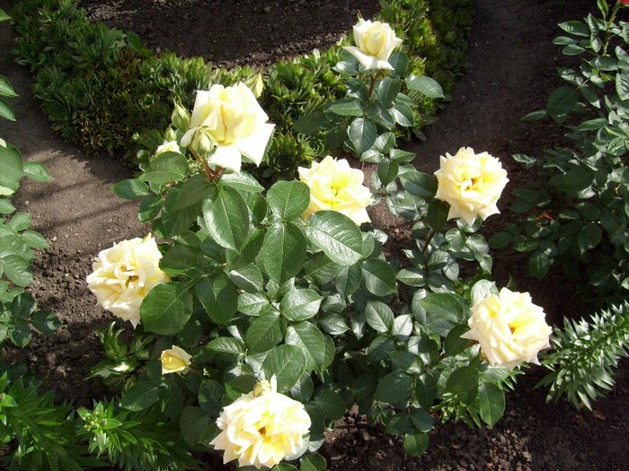 trandafir galben - Florile din gradina casei-2010-2011
