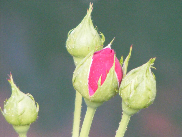 Ascot(2007 Tantau); Theahybrid,floare in forma de cupa,deschidere lenta,nostalgic,parfum puternic(4 din 5 puncte)h0,6-0,
