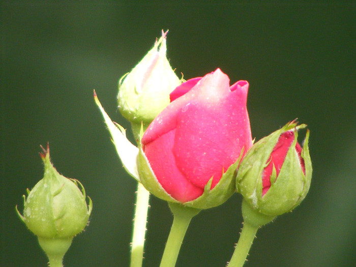 Ascot(2007 Tantau); Theahybrid,floare in forma de cupa,nostalgic,parfum puternic(4 din 5 puncte)h0,6-0,9m

