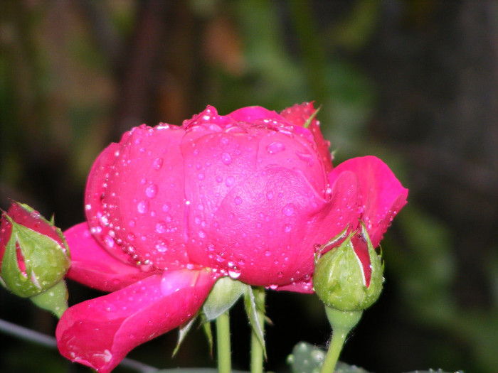 Ascot(2007 Tantau); Theahybrid,floare in forma de cupa,nostalgic,parfum puternic(4 din 5 puncte)h0,6-0,9m
