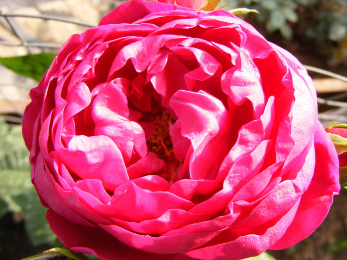 Ascot(2007 Tantau); Theahybrid,floare in forma de cupa,nostalgic,parfum puternic(4 din 5 puncte)h0,6-0,9m
