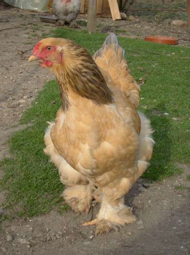 DSC04955