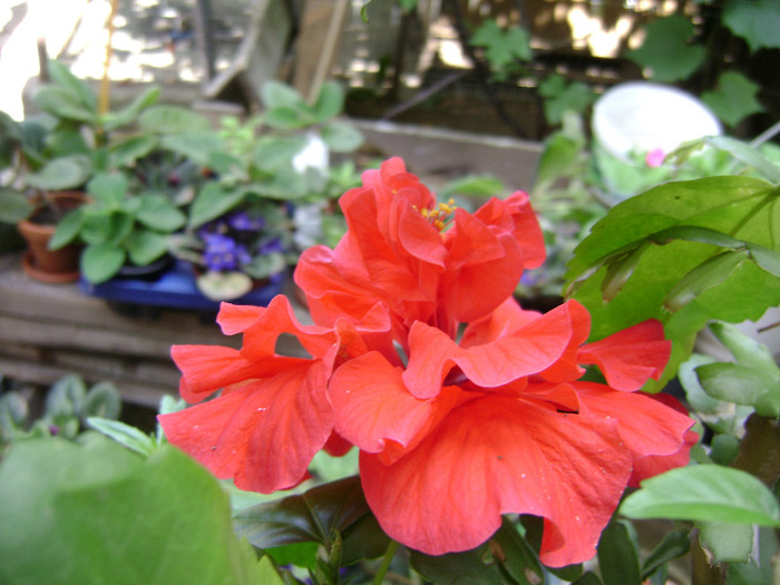 DSC06892 - hibiscus 2011