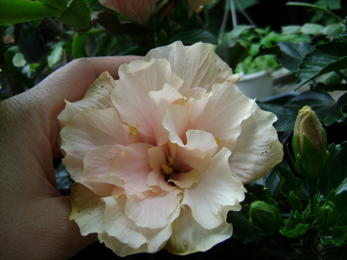 DSC06943 - hibiscus 2011