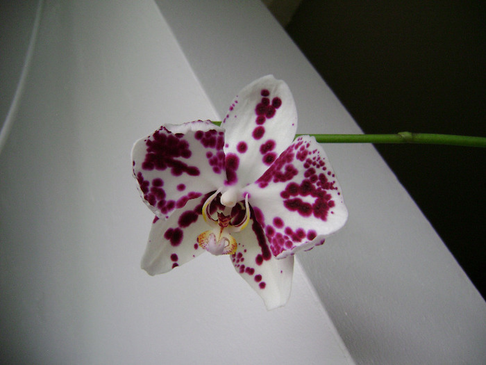 DSC06951 - orhidee