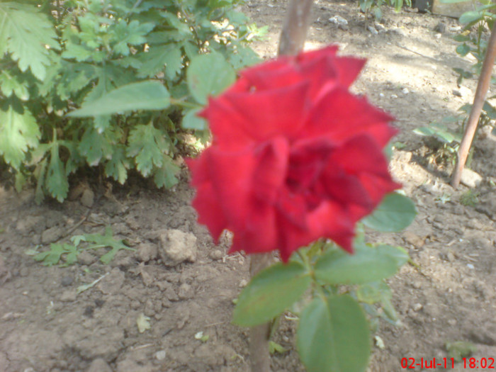 dsc00001 - trandafiri 2011