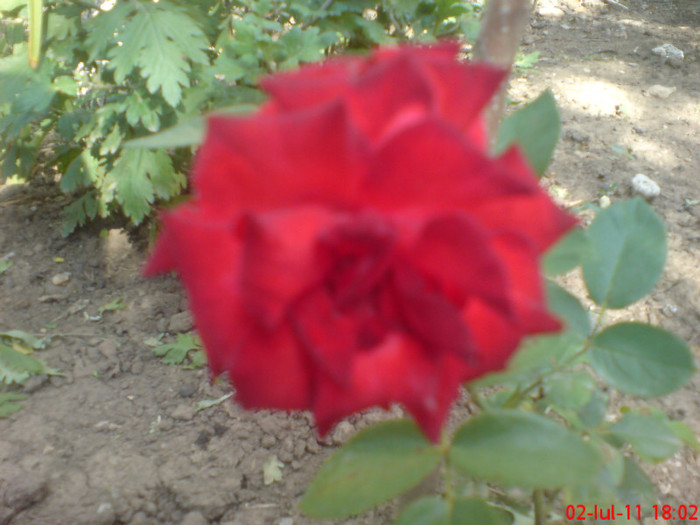 dsc00002 - trandafiri 2011