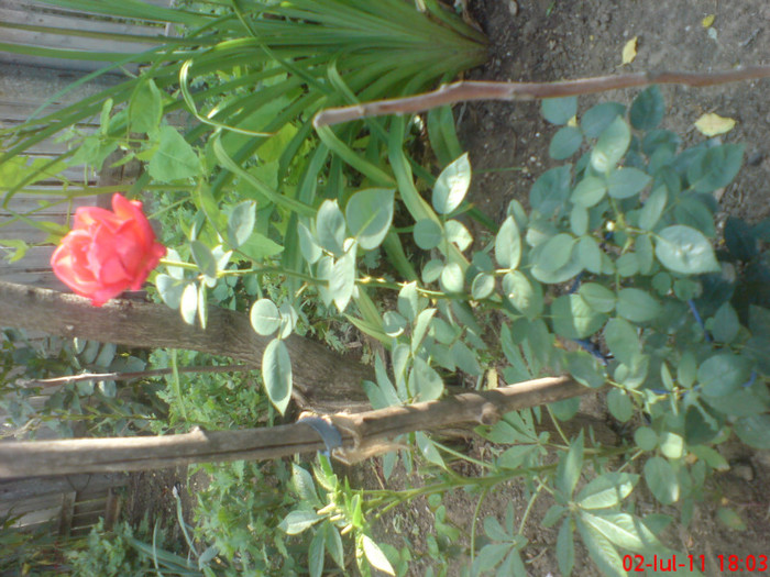 dsc00004 - trandafiri 2011