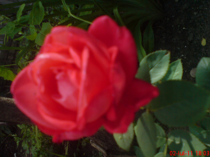 dsc00005 - trandafiri 2011