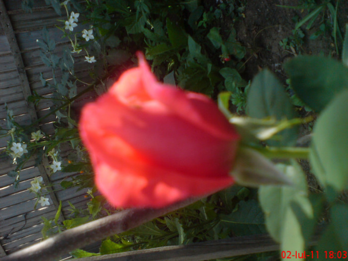 dsc00006-1 - trandafiri 2011