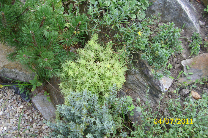 sedum lineare variegatum - Colectie sedum