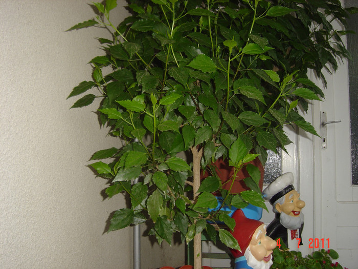 Picture 1968 - 09-2012-HIBISCUS