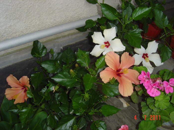 Picture 1964 - 09-2012-HIBISCUS