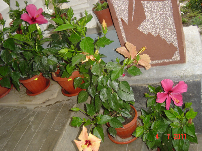 Picture 1965 - 09-2012-HIBISCUS