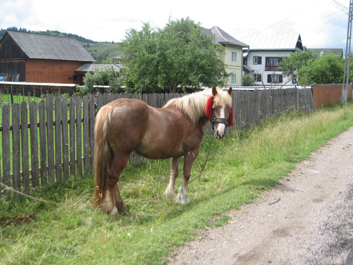 Manastirea Humor 2011 - Caii