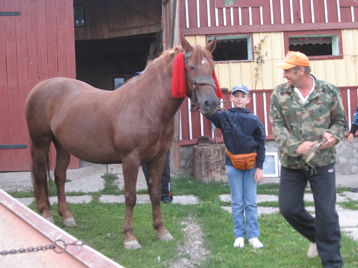 Gura Humorului 2011 - Caii