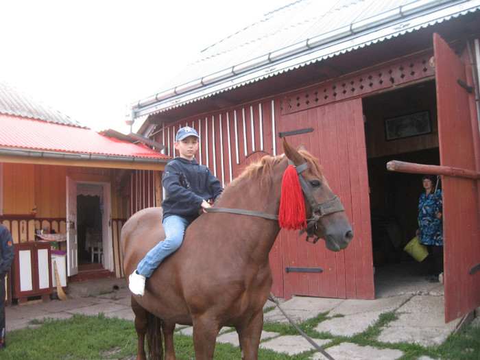 Gura Humorului 2011 - Caii