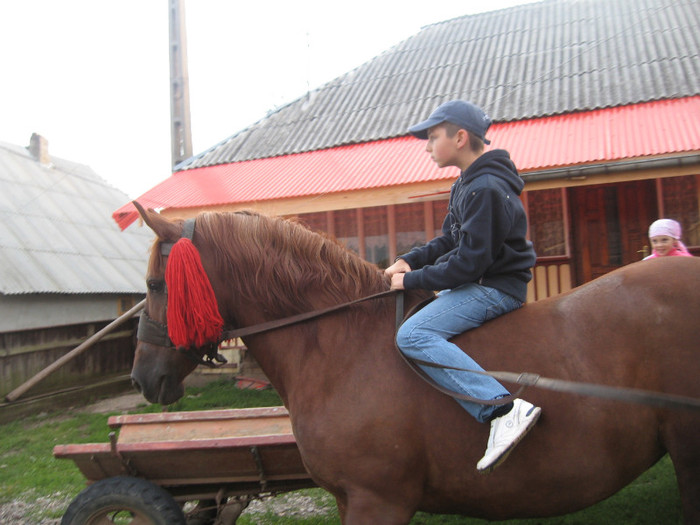 Gura Humorului 2011 - Caii