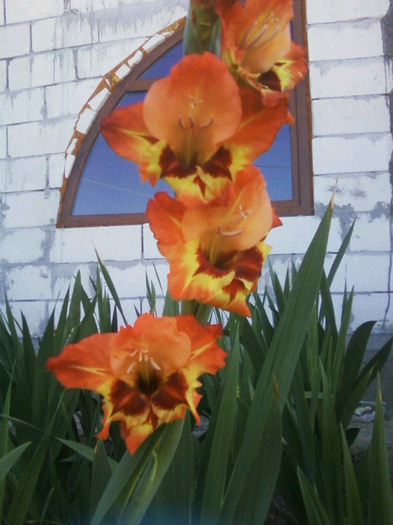 Fotografii-0014 - Gladiole 2011