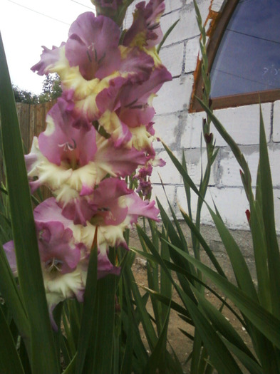 Fotografii-0036 - Gladiole 2011