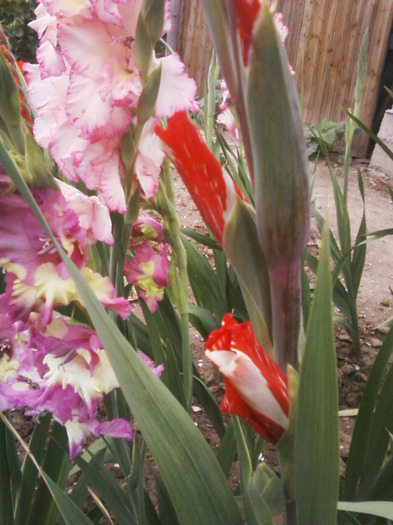 Fotografii-0035 - Gladiole 2011