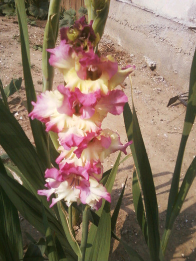 Fotografii-0012 - Gladiole 2011