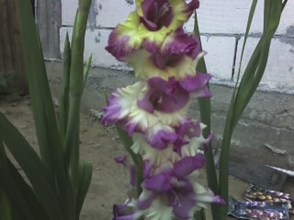 01-07-11_1044 - Gladiole 2011