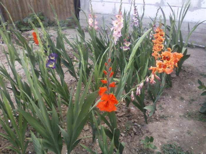 Fotografii-0022 - Gladiole 2011