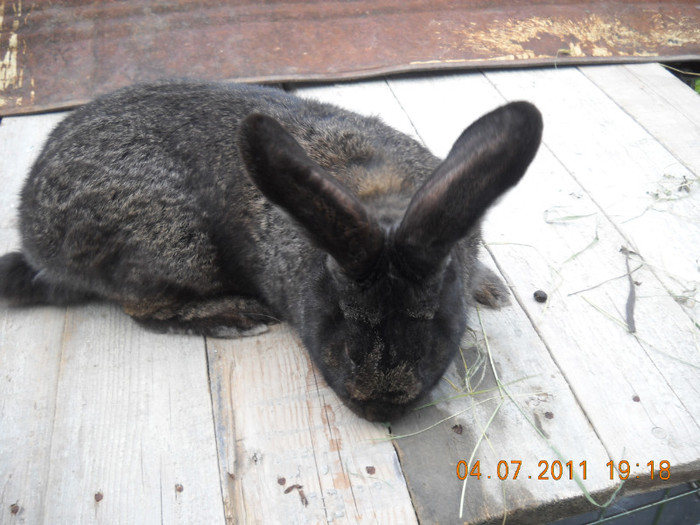 urias grifier; Urias gri fier
