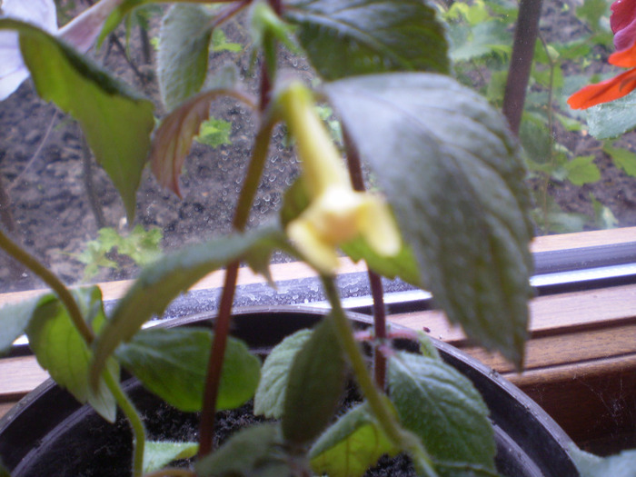 P7050037 - 07  LUNA IULIE 2011