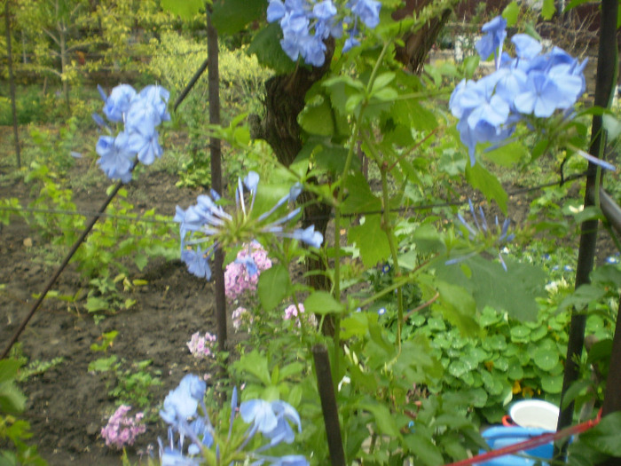 P7050038; plumbago
