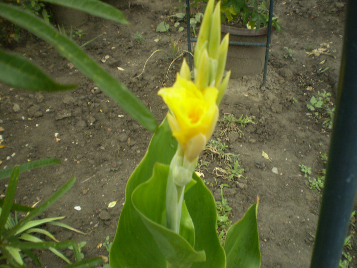 P7050039; canna galbena
