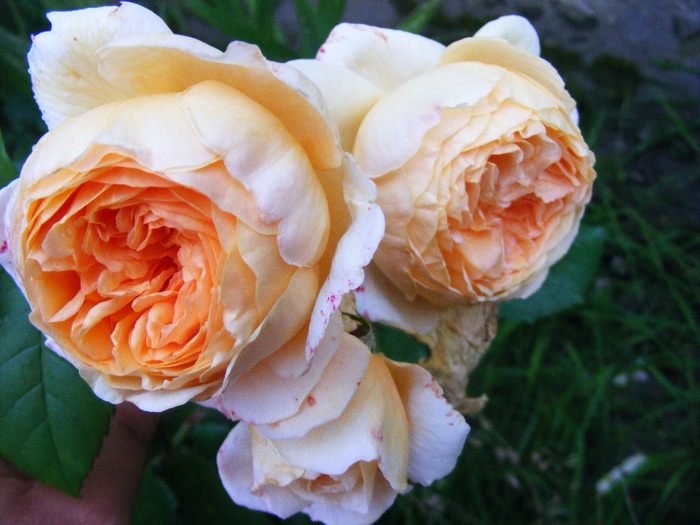 CROWN PRINCESS MARGARETA