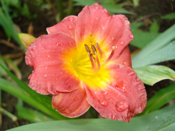 5. Bankok Belle
