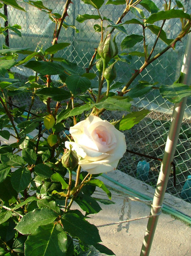 DSCF2712 - trandafiri 2011