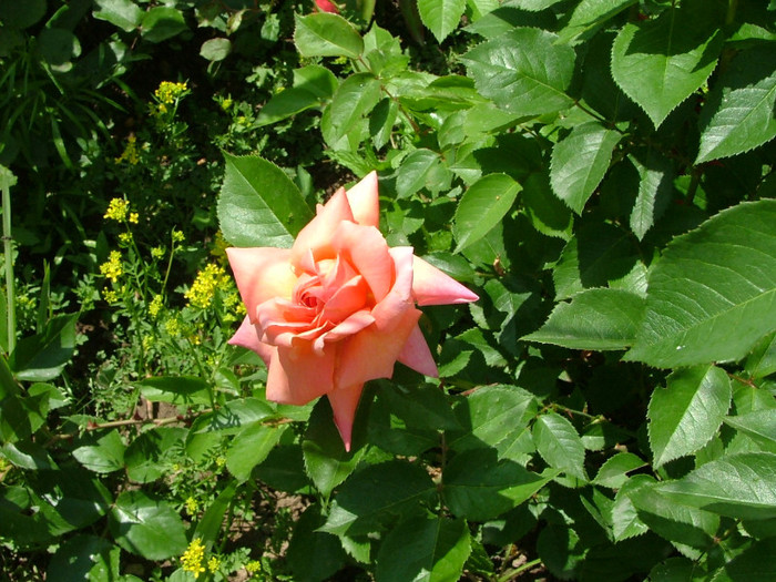DSCF2765 - trandafiri 2011
