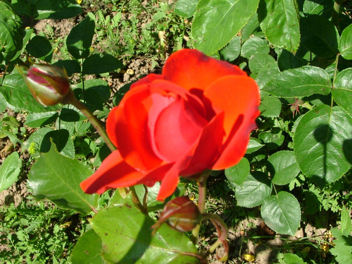 DSCF2704 - trandafiri 2011
