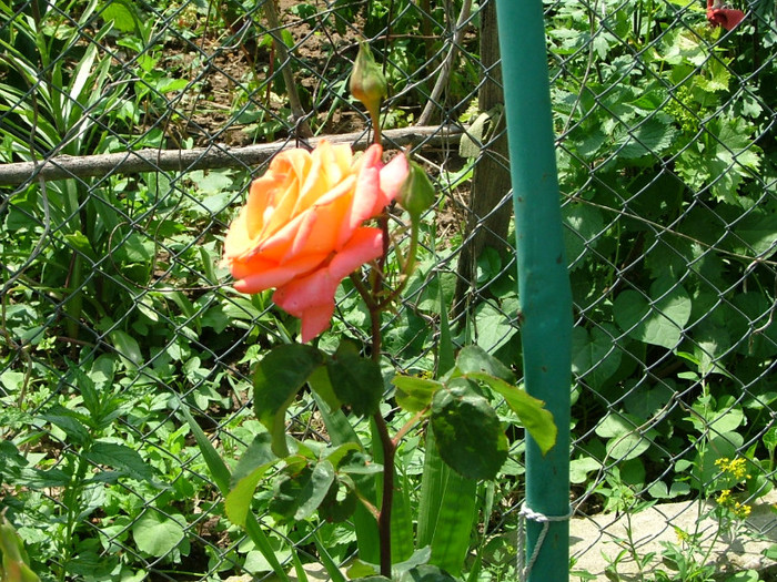 DSCF2987 - trandafiri 2011