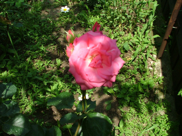 DSCF2997 - trandafiri 2011