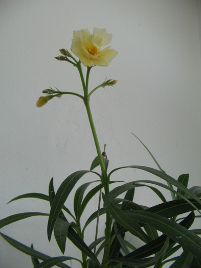 multumesc Dianadia