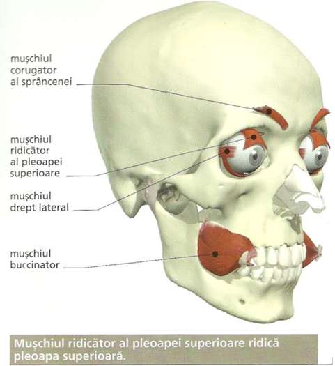 anatomia corplui uman-2